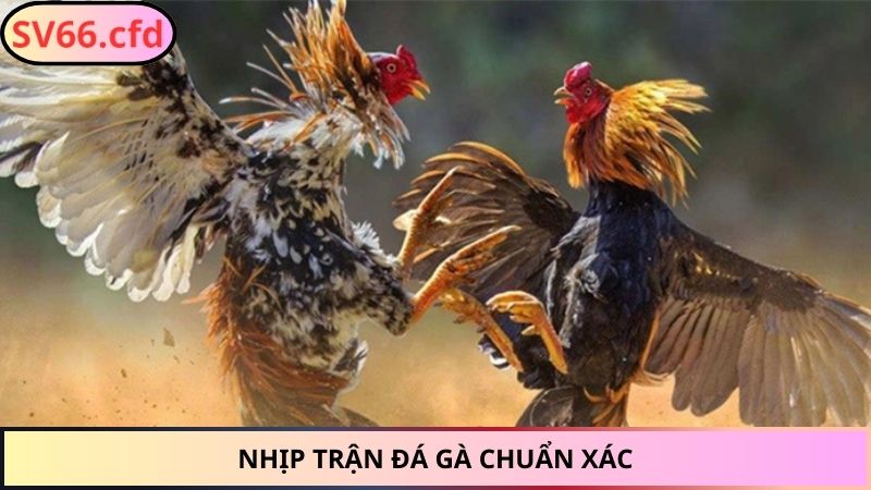 Nhịp trận đá gà chuẩn xác